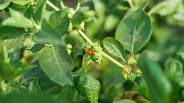 Ashwagandha-Pflanze in der Natur