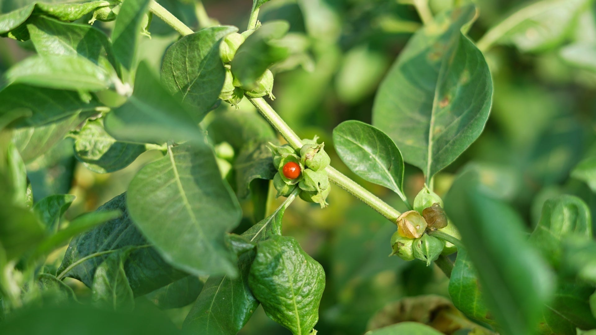 Ashwagandha-Pflanze in der Natur